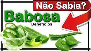 Não Sabia? Babosa ( Aloe Vera ) seus  Benefícios para a Saúde e como preparar em casa
