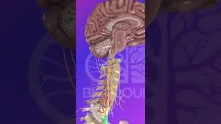 Download images & videos and Share! Yes, you can share our 3D anatomy models and embed them!