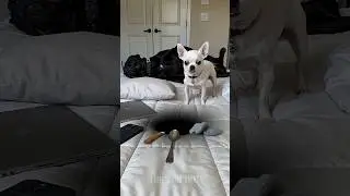 Funny Chihuahua Tries To Hide A Black Hole From His Owner 😂
