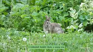 Wildlife in my Backyard