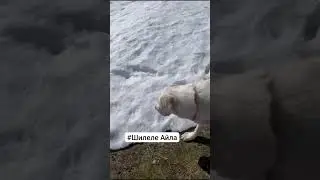 Приветик от выпускницы с Севера #Шилеле #собака