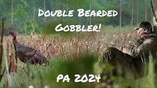 Double Bearded Gobbler! {Self-Filmed} PA 2024 Turkey Hunt