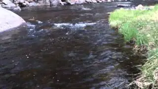 Dry Fly Action on the Big Thompson