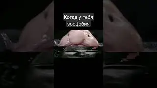 Когда у тебя зоофобия