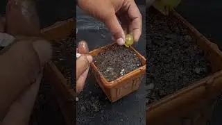 Propagate grape tree at home || How to grow grape tree from grape