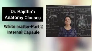 Anatomy of Internal Capsule by Dr. Rajitha Vanga