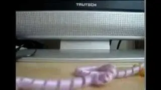 Бант из ленты для подарочной упаковки