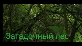 Загадочный лес l Клип