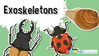 Exoskeletons – The Armor of the Arthropods