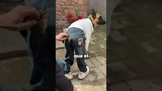 Deja al pobre perro niño