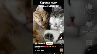котята моих