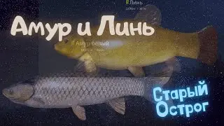 Русская рыбалка 4 (РР4) оз. Старый Острог Амур и Линь