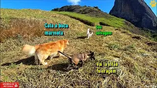 Quase morreram mais passam bem - Passeio sem guia - (Ensinando meu filhote a me seguir)