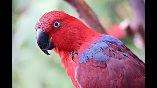 Photographing hotspot - Bloedel Conservatory