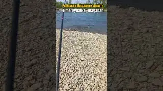 Пошла первая рыба на Оле