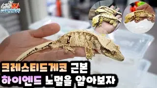 해외에서 인기있는 노멀 크레스티드게코는 어떤 아이일까? Which is the most popular normal crestedgecko?