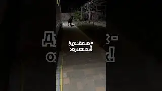 Дунай заступил в ночную смену…