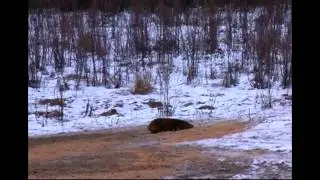 охота на кабанов  часть 2 нарезка точных выстрелов
