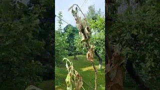 Можно ли спасти дерево?