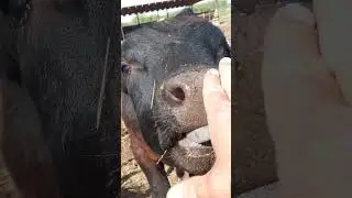 Как приручить взрослого быка ангус