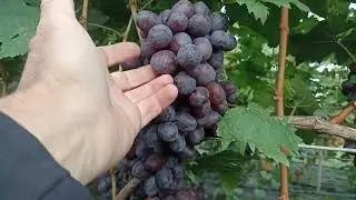 Кишмиш Сказка: готовий до зрізки