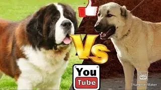 Сенбернар против Кангала. Senbernar against Kangal. Собаки. Animals Battle.