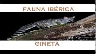 Fauna Ibérica-Capítulo 2- La gineta