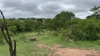 Grand stand face-off between three hyenas and two lions