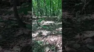 Зяблики (1)