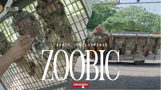 Tiger Encounter at Zoobic Safari | Croco Loco | Ocean Adventure