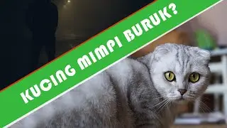 APAKAH KUCING BERMIMPI? #SERUPEDIA