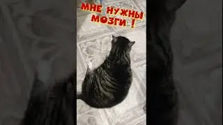 МНЕ НУЖНЫ МОЗГИ! 😀🐱  #shorts #приколы #смешныевидео #videoshort  #funnycats #смешнойкот