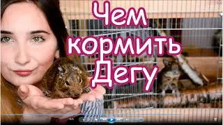 Чем кормить дегу? + У Дегу появилась плешь