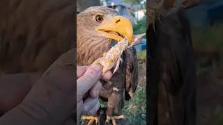 Что лучше, цыплята или грызуны на корм ??? 😱😱😱 