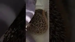 🏮🦔Не мешайте ёжику спать!