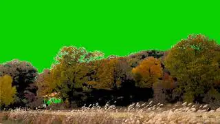 Tree Green Screen No Copyright | Nature Green screen | Free to use |