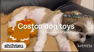 コストコで犬のおもちゃ購入🦴シーズーは飽きるのがとっても早いです😀