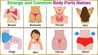Vocabulary Related to Body Parts | Strange and Common Body Parts Names | English Vocabulary