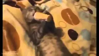 Смешные кошки смешат людей