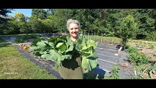 Raw Garden Update (No Pun Intended)