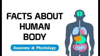 FACTS ABOUT HUMAN BODY
