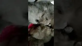 Новорожденные котята малыши