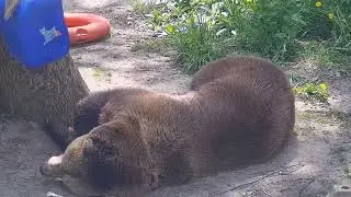 Отдыхает у дерева где колесо и канистра 4
