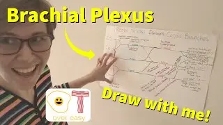 Brachial Plexus Madcap Recap - Mnemonics and Silly Stories to help you study!