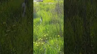 уточка с выводком