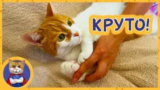 Рыжик потерял свою прелесть. Делаем тату Рыжику