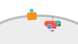 03 03 Chemokine Signaling