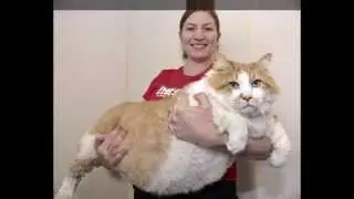 маленькие кошечки - милые котята