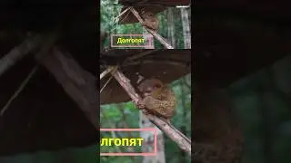 Tarsier 