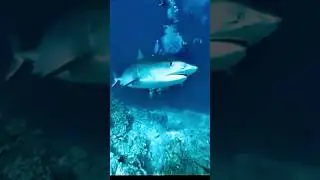 Underwater diving #акулы #океаны #душавпятки